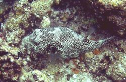 A scribbled pufferfish found in the Maldives. Very intric... by Shawn Holm 